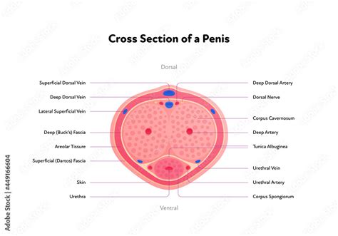 penis photo|Category : Anatomy of the human penis